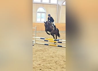 Warmblood sueco, Caballo castrado, 4 años, 173 cm, Castaño