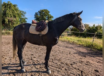 Warmblood sueco, Caballo castrado, 4 años, 175 cm, Tordo