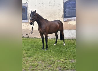 Warmblood sueco Mestizo, Caballo castrado, 5 años, 162 cm, Castaño