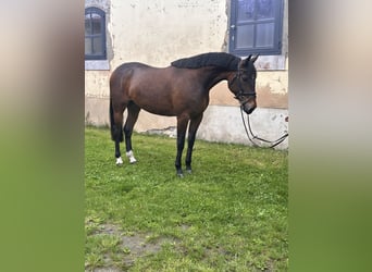 Warmblood sueco Mestizo, Caballo castrado, 5 años, 162 cm, Castaño