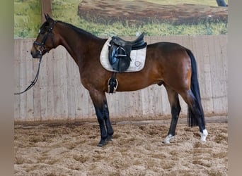 Warmblood sueco Mestizo, Caballo castrado, 5 años, 163 cm, Castaño