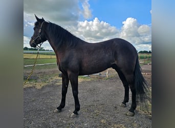 Warmblood sueco Mestizo, Caballo castrado, 5 años, 165 cm, Castaño oscuro