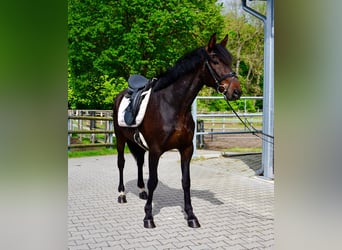 Warmblood sueco Mestizo, Caballo castrado, 5 años, 166 cm, Castaño oscuro