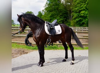 Warmblood sueco Mestizo, Caballo castrado, 5 años, 166 cm, Castaño oscuro