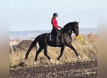 Warmblood sueco, Caballo castrado, 5 años, 168 cm