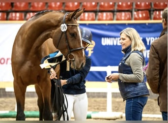 Warmblood sueco, Caballo castrado, 5 años, 176 cm, Castaño