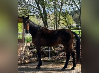 Warmblood sueco, Caballo castrado, 6 años, 163 cm, Castaño