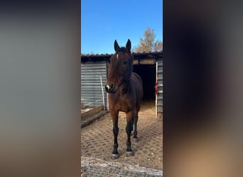 Warmblood sueco, Caballo castrado, 6 años, 163 cm, Castaño