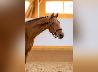 Warmblood sueco, Caballo castrado, 6 años, 165 cm, Castaño rojizo