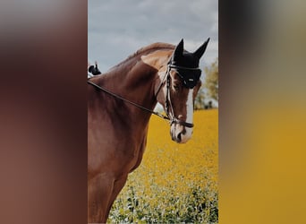 Warmblood sueco, Caballo castrado, 6 años, 170 cm, Alazán