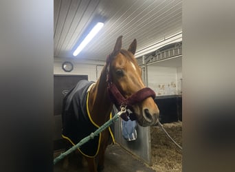 Warmblood sueco, Caballo castrado, 6 años, 170 cm, Alazán-tostado