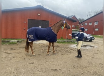 Warmblood sueco, Caballo castrado, 6 años, 170 cm, Alazán-tostado