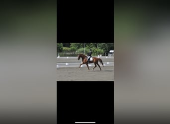 Warmblood sueco, Caballo castrado, 6 años, 170 cm, Alazán-tostado