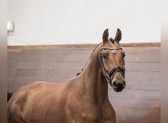 Warmblood sueco, Caballo castrado, 6 años, 173 cm, Castaño rojizo