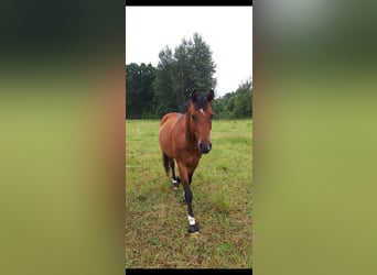 Warmblood sueco, Caballo castrado, 7 años, 160 cm, Castaño