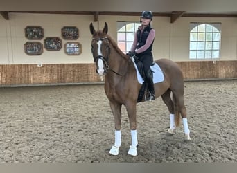 Warmblood sueco, Caballo castrado, 7 años, 170 cm, Alazán