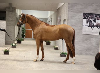 Warmblood sueco, Caballo castrado, 7 años, 170 cm, Alazán-tostado