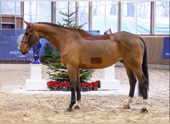 Warmblood sueco, Caballo castrado, 7 años, 176 cm, Castaño