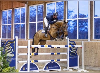 Warmblood sueco, Caballo castrado, 7 años, 176 cm, Castaño