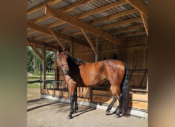 Warmblood sueco Mestizo, Caballo castrado, 8 años, 165 cm