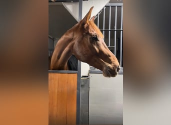 Warmblood sueco, Caballo castrado, 8 años, 168 cm, Red Dun/Cervuno