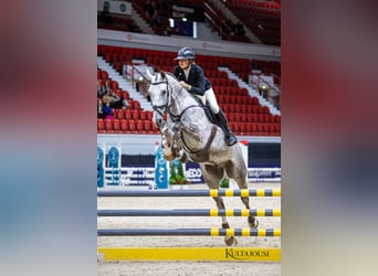 Warmblood sueco, Caballo castrado, 8 años, 175 cm, White/Blanco