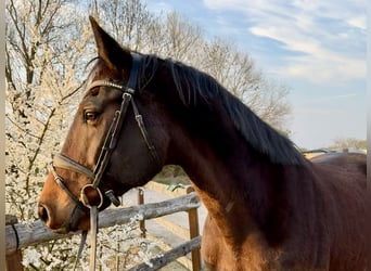 Warmblood sueco, Caballo castrado, 9 años, 167 cm, Castaño