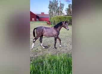Warmblood sueco, Semental, 1 año, 160 cm, Tordo