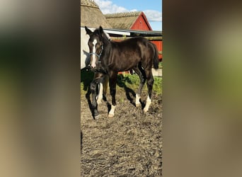 Warmblood sueco, Semental, 1 año, 167 cm, White/Blanco