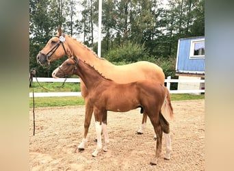 Warmblood sueco, Semental, 1 año, 168 cm