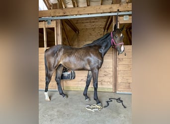 Warmblood sueco, Semental, 1 año, 170 cm, Castaño oscuro