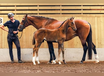 Warmblood sueco, Semental, 1 año, 170 cm, Castaño oscuro