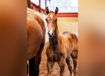 Warmblood sueco, Semental, 1 año, 170 cm, Castaño oscuro