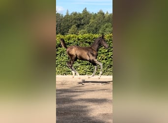 Warmblood sueco, Semental, 1 año, 170 cm, Castaño oscuro