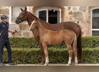 Warmblood sueco, Semental, 1 año, 172 cm, Alazán rojizo