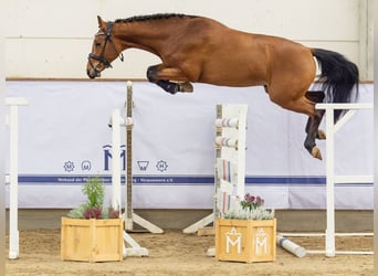 Warmblood sueco, Semental, 2 años, 161 cm, Castaño