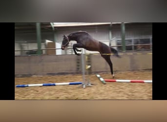 Warmblood sueco, Semental, 2 años, 175 cm, Castaño