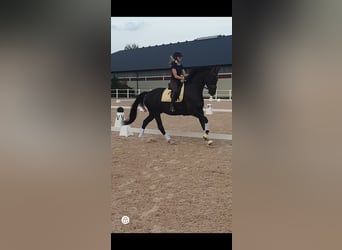 Warmblood sueco, Semental, 8 años, 172 cm, Grullo