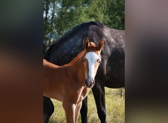 Warmblood sueco, Semental, Potro (06/2024), 168 cm, Alazán-tostado