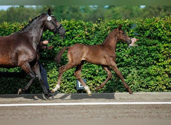 Warmblood sueco, Semental, Potro (06/2024), 168 cm, Castaño oscuro