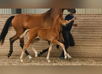 Warmblood sueco, Semental, Potro (06/2026), Alazán