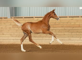 Warmblood sueco, Semental, Potro (04/2026), Alazán