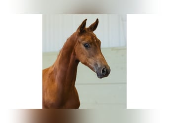 Warmblood sueco, Semental, Potro (04/2026), Alazán
