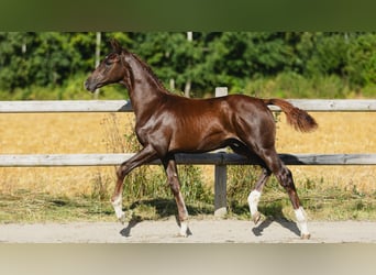 Warmblood sueco, Semental, Potro (04/2026), Alazán