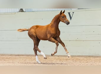 Warmblood sueco, Semental, Potro (04/2026), Alazán
