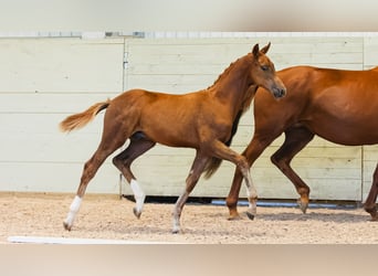 Warmblood sueco, Semental, Potro (04/2026), Alazán