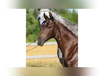 Warmblood sueco, Semental, Potro (04/2026), Alazán