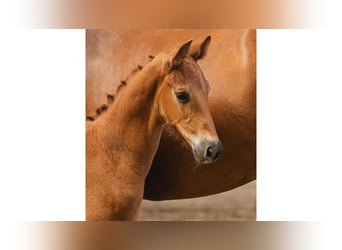 Warmblood sueco, Semental, Potro (06/2026), Alazán