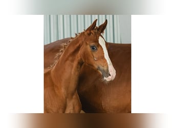 Warmblood sueco, Semental, Potro (04/2026), Alazán