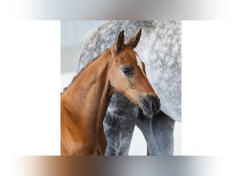 Warmblood sueco, Semental, Potro (06/2026), Alazán